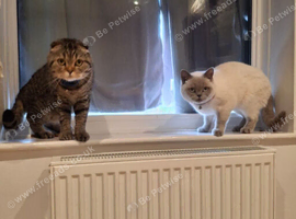 Scottish fold and British shorthair cats