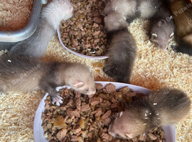 Semi angora ferrets 8 weeks old