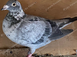 Qualmond racing pigeon RPRA ring