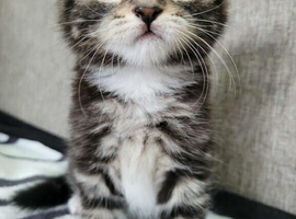 Beautiful tabby kittens