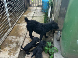 Patterdale pups