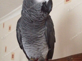 2 Congo African grey parrots for sale