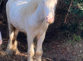 Blue and white 9h cob colt