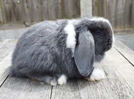 Mini lop bunnies ( updated:05/06/26)