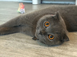 Female Scottish fold cat