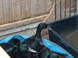 1 pair of cayuga ducks, please read ad before contacting me
