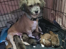 Lhasa apso pups