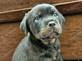 Chunky Rottiecorso's