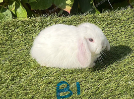 Pure bred mini lops .5 girls 3 boys .