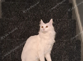 Turkish angora