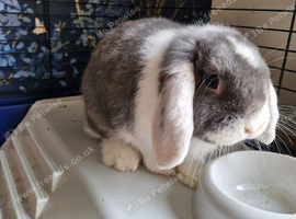 **Blue and white mini lop boy**
