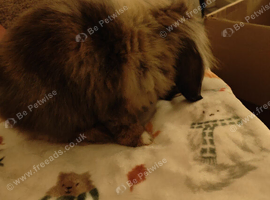 Lion head x mini lop