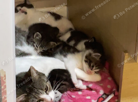 Boy kittens