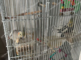 2 Cockatiels male and female.