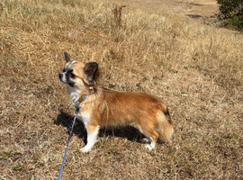 Beautiful Small Chihuahua Female