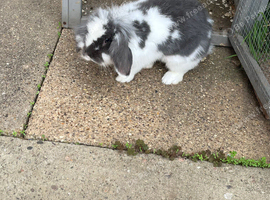 Misty the rabbit
