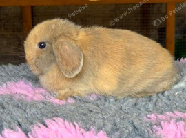 Stunning mini lop doe available