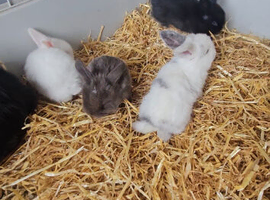 Mini lops *** ALL RESERVED **