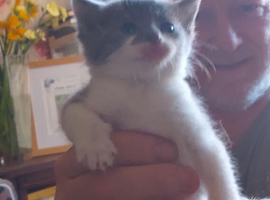 3 beautiful kittens looking for there forever home