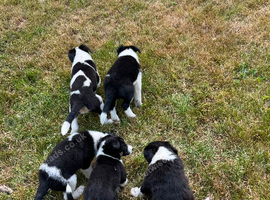4 Beautiful Collie Puppies for Sale