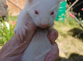 Micro Ferret Babies