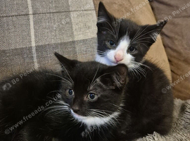 Kittens for sale