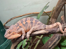 Ambilobe male and female panther chameleon