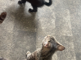 Sweet male black kitten with white tip on tail