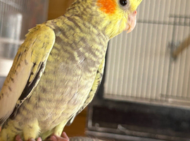 Hand-Reared Cockatiel