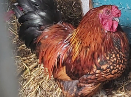 Cockerel , mixed breed