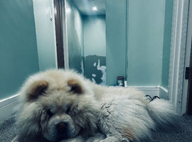 Male cream chow chow for sale