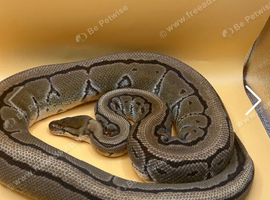 Breeding pair