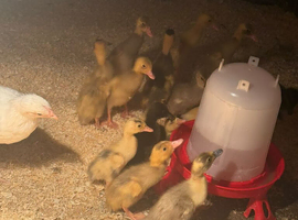 Runner ducks