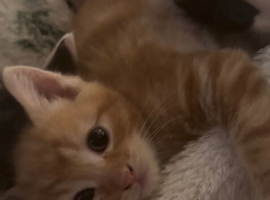 Kittens