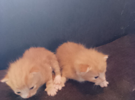 Male and female kittens 2 and half weeks old