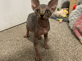 SPHYNX bald & fluffy kittens ready to leave 6th June
