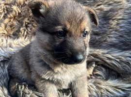 Beautiful mixed colour litter of German Shepherds