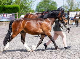 Allrounder 13.2hh Welsh c