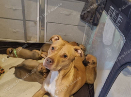 Bull herder - ready 1st nov (2 puppies left)