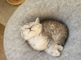 Adorable Scottish fold kittens