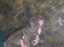 Cane corso X for sale