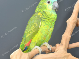 Baby Blue fronted Amazon Talking parrots