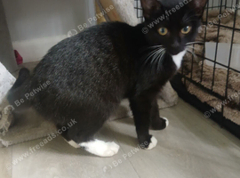 3 female kittens and 1 young male looking for their forever homes