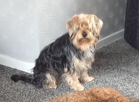 Yorkshire Terrier Stud