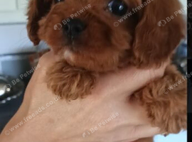 Cavapoo Puppies Red ️!!!. Two left!!!.
