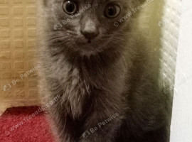 Beautiful Siberian kittens ready to leave
