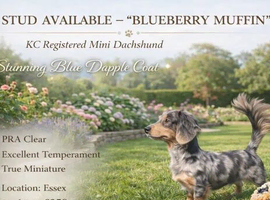 Blueberry Muffin - KC Registered Long Haired Miniature Dachshund