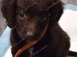 9 week puppies for sale quick sale open to offers from 700