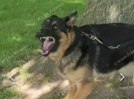 German Shepard female 4yr old