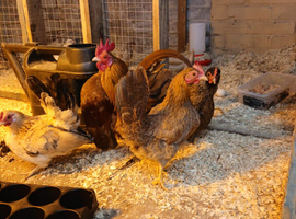 Serema chickens